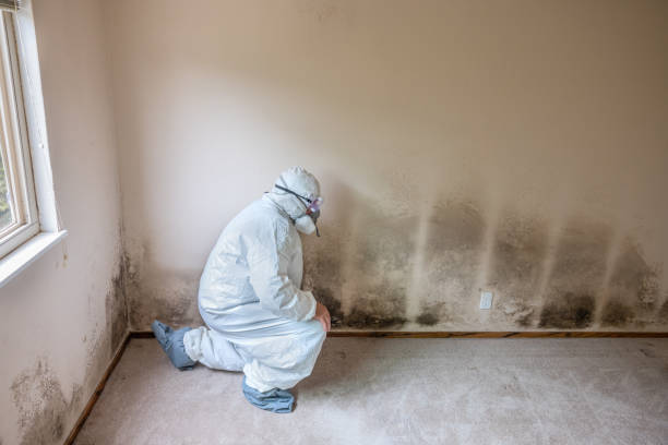 Best Industrial Mold Remediation in Pierz, MN