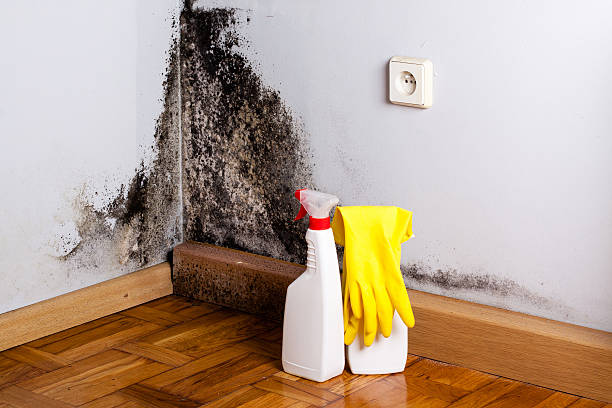 Professional Mold Remediation in Pierz, MN